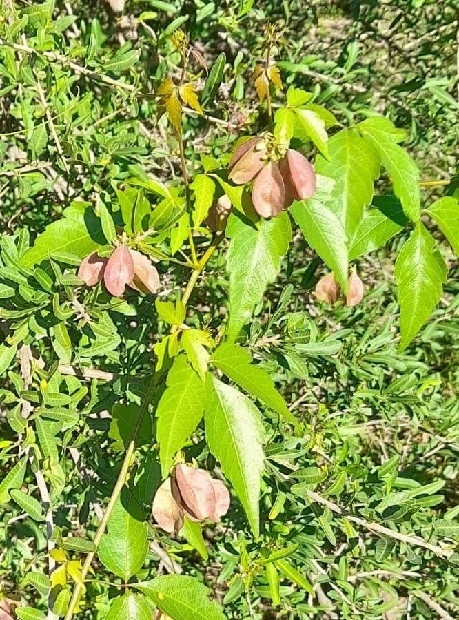 Urvillea uniloba 12
