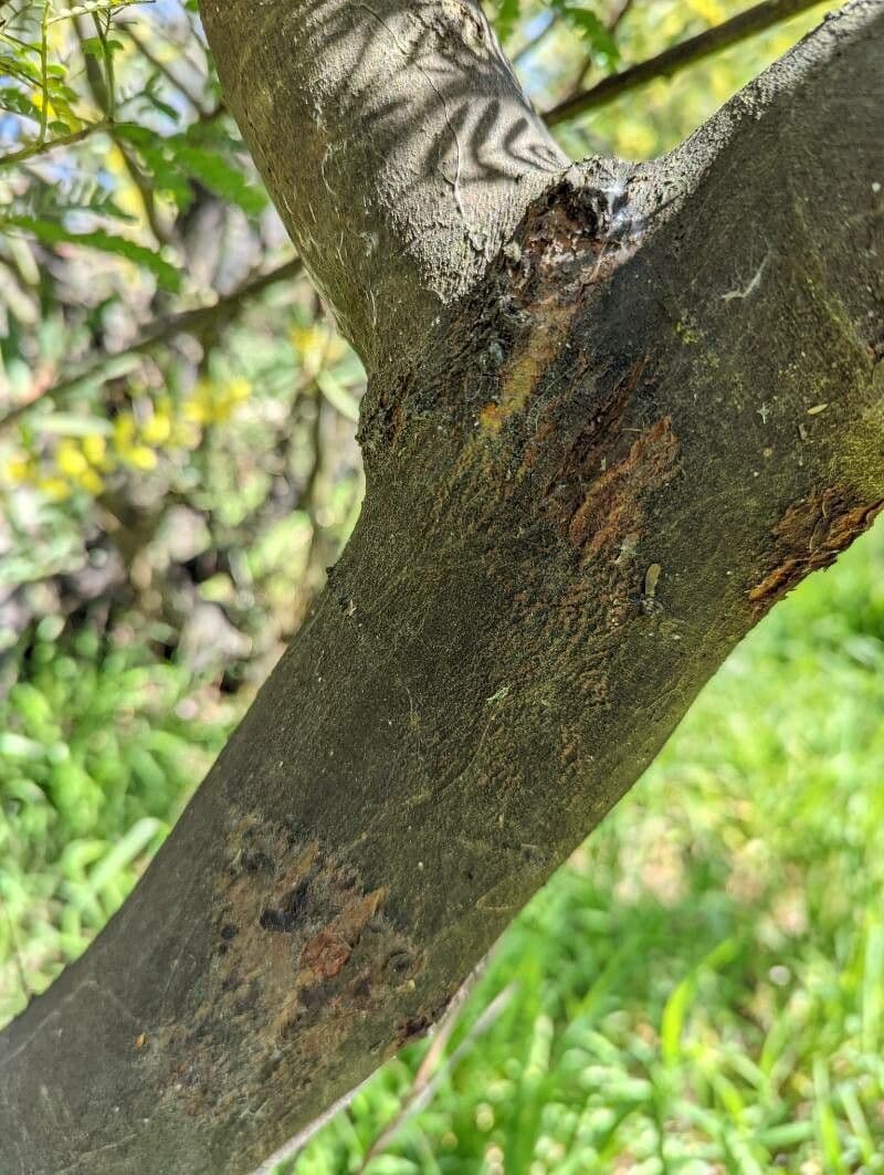 Acacia 17