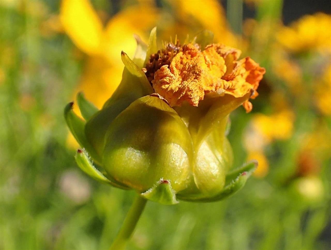Coreopsis lanceolata 3