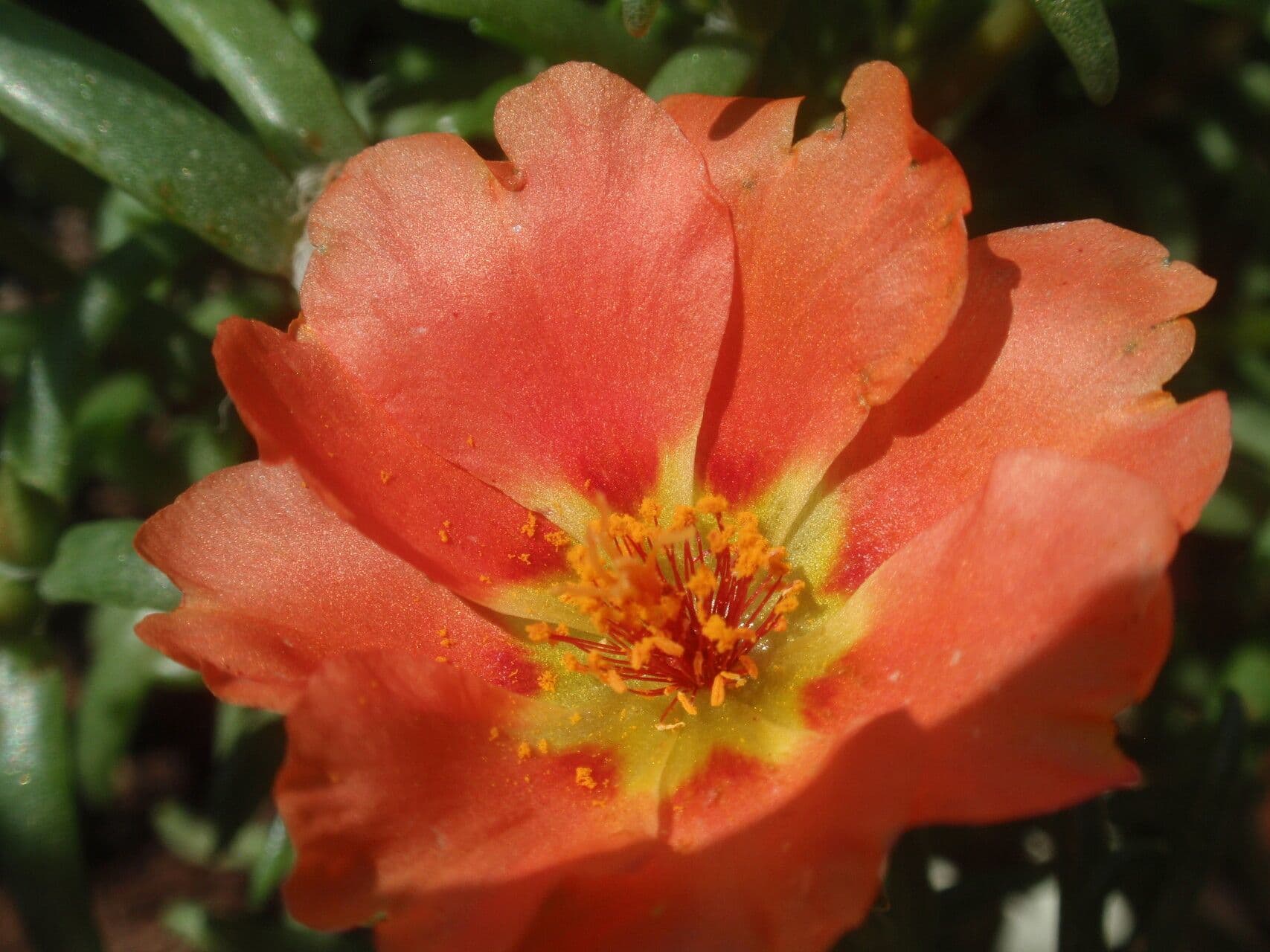 Portulaca 3