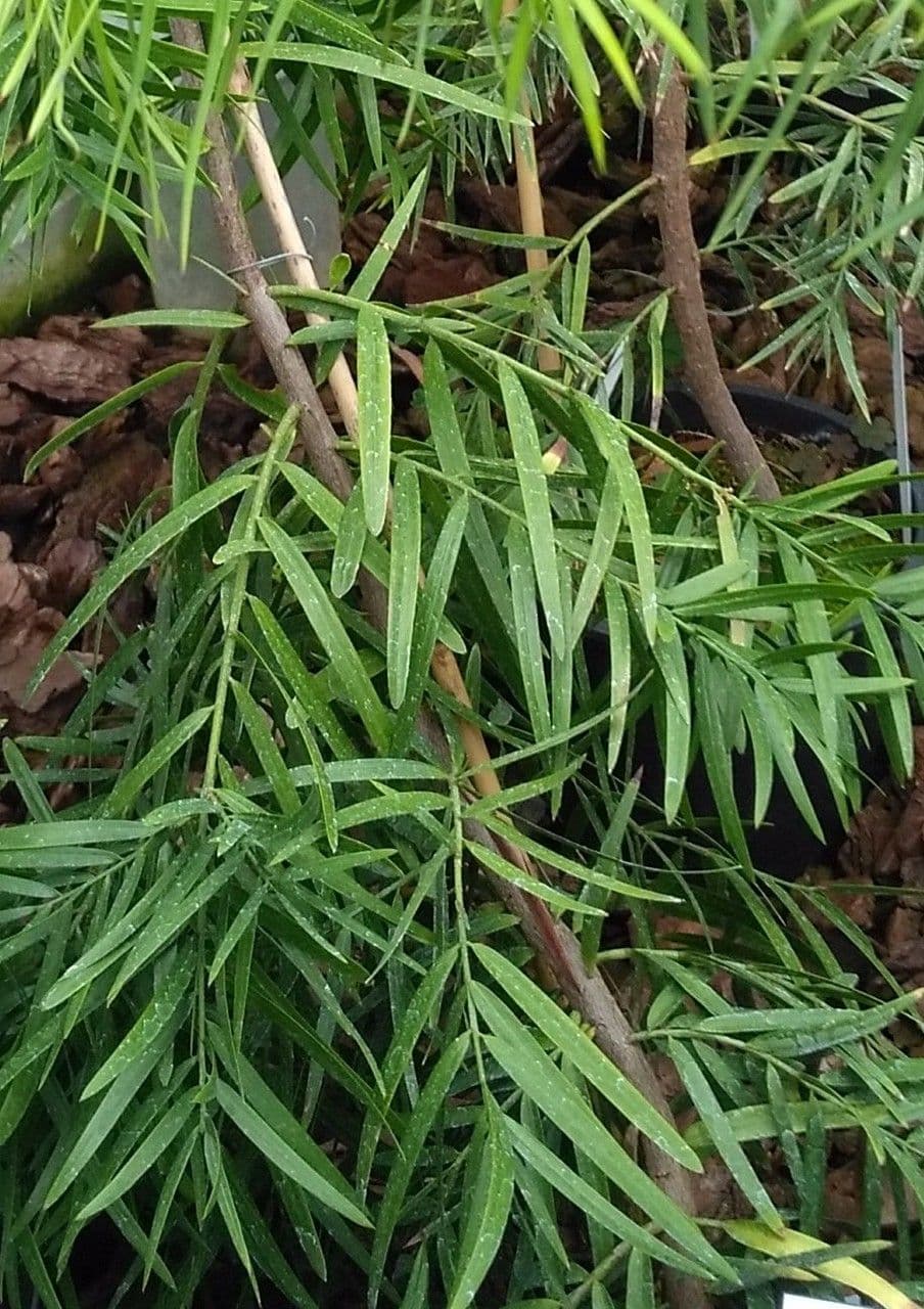 Falcatifolium 8