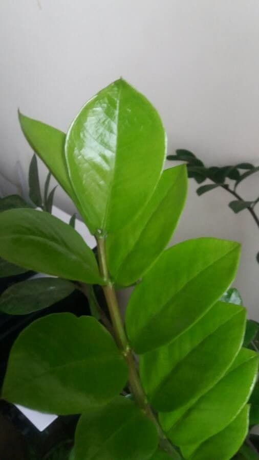 Pianta di ZZ 17