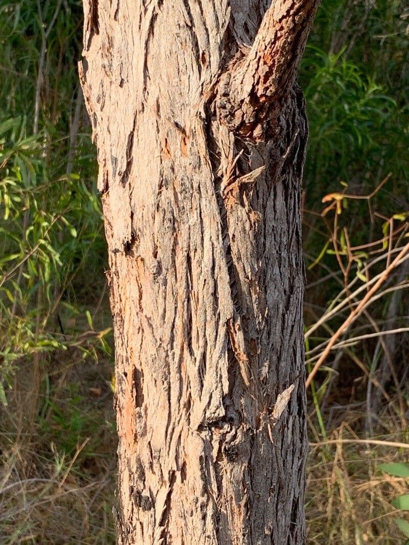 Eukalyptus" 12
