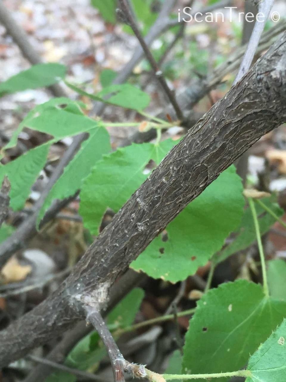 Grewia 17