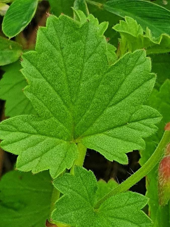 Pelargonio 10