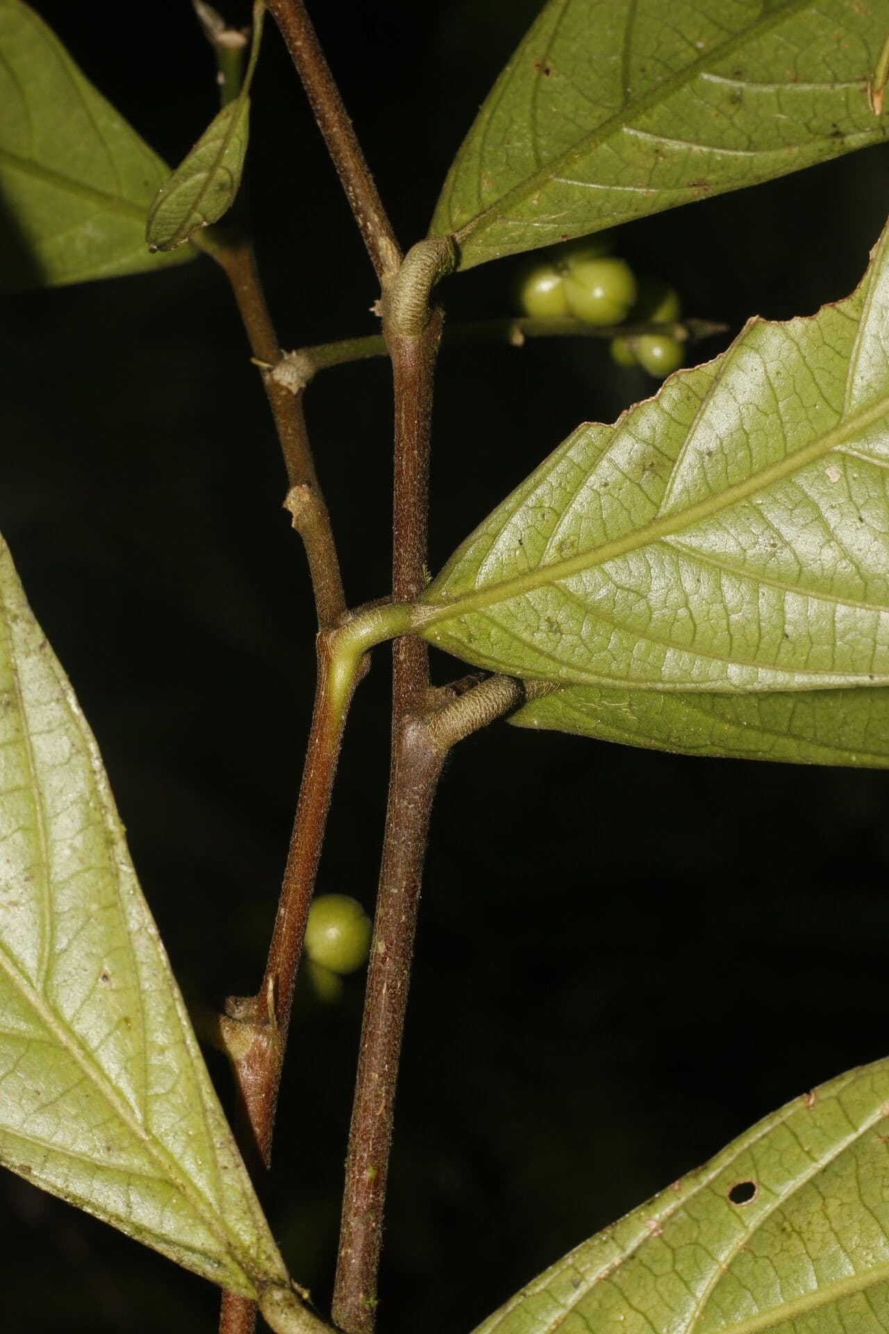 Adenophaedra 12