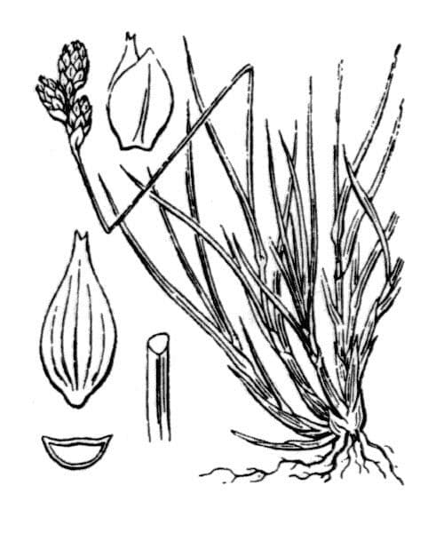 Carex di Lachenal 21