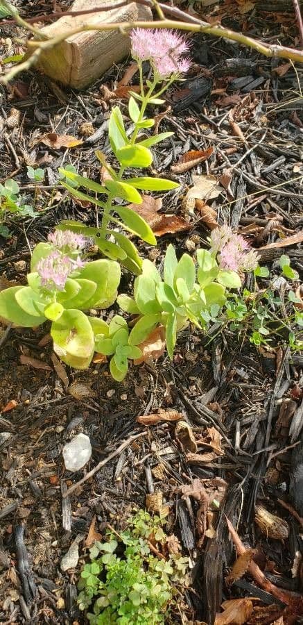 Sedum glauco 5