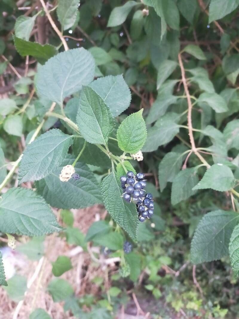 Lantana 2