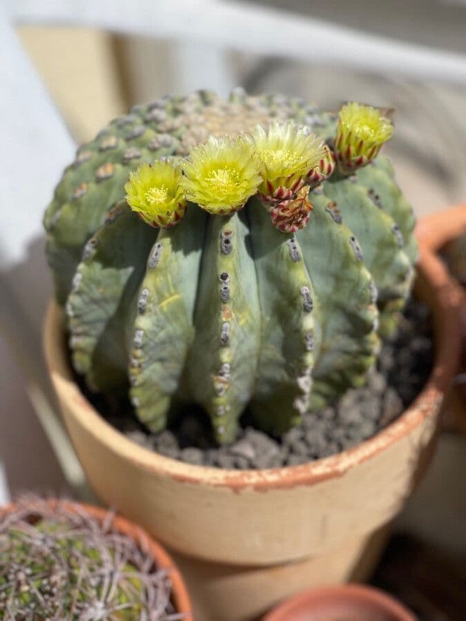 Cactus 19