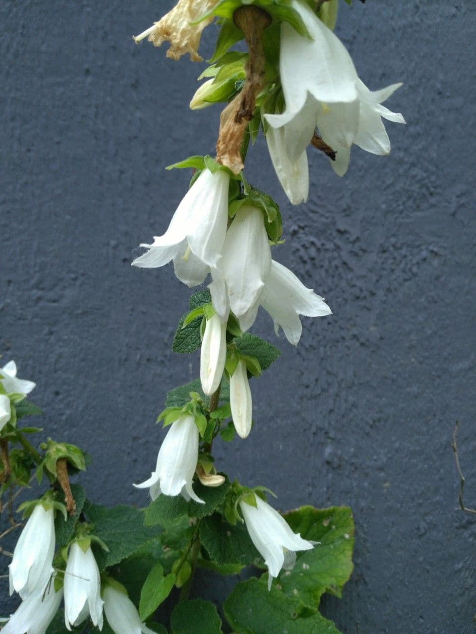 Campanula 6