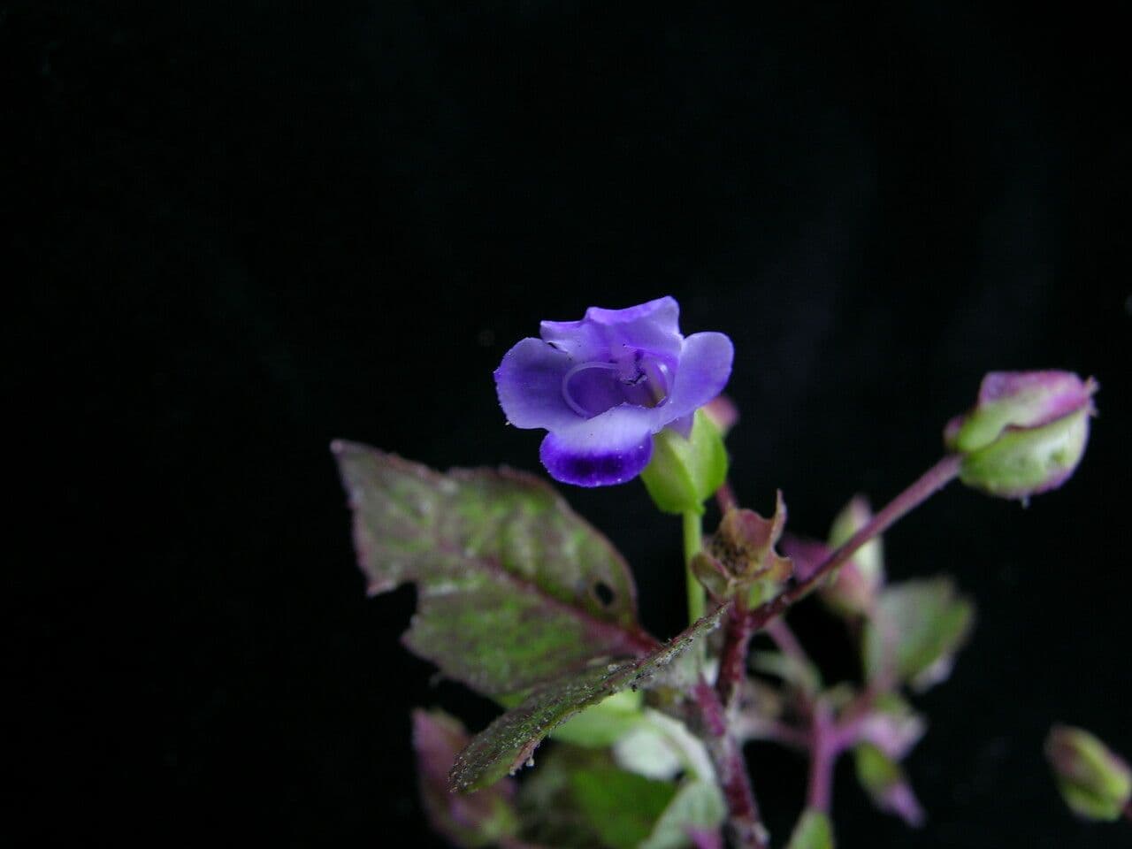 Torenia violacea