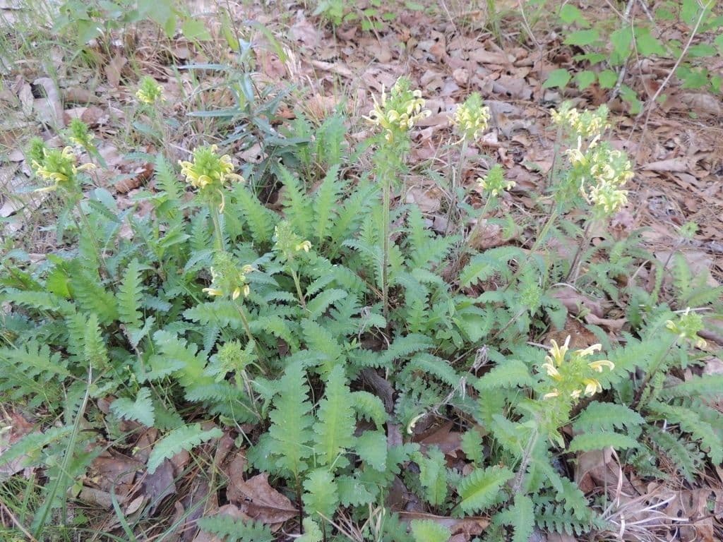 Pedicularis canadensis 11