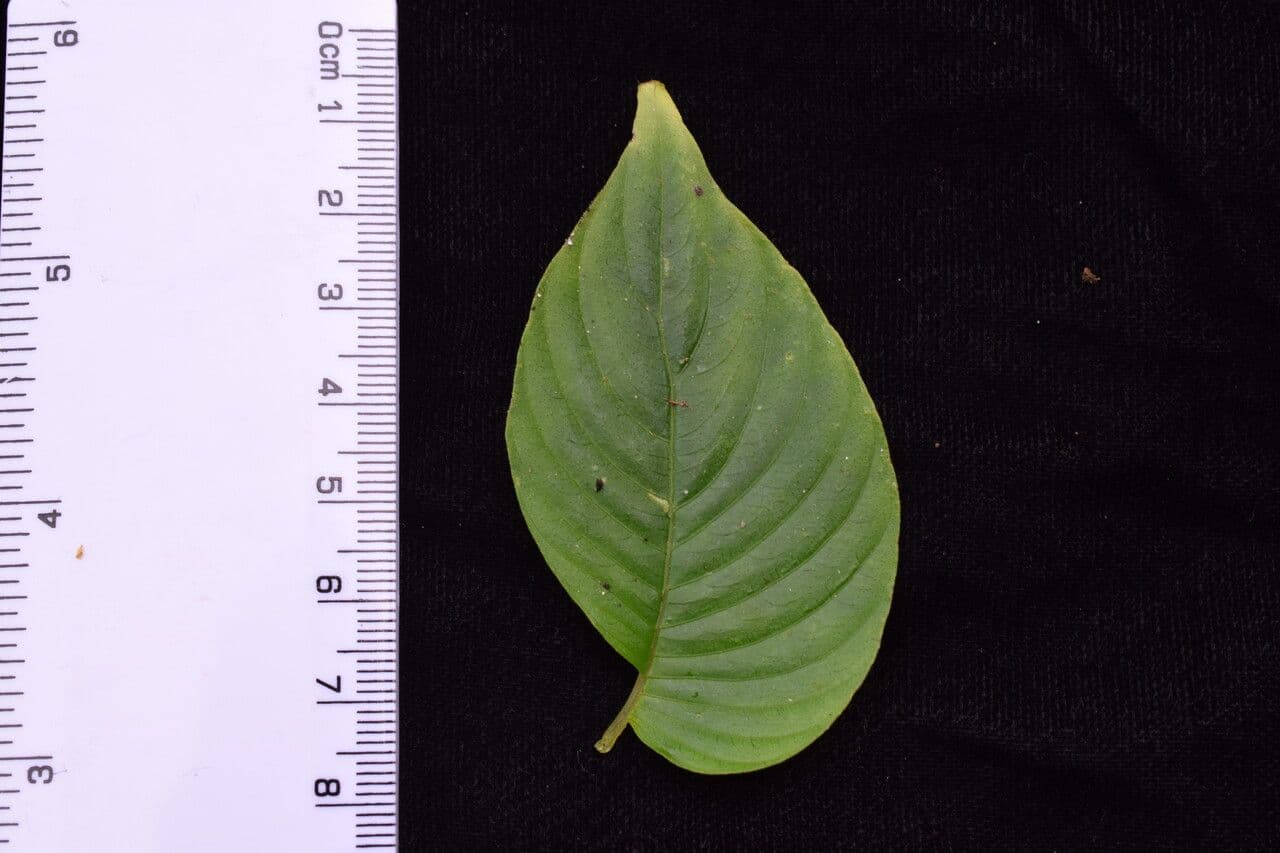 Rhynchoglossum 7