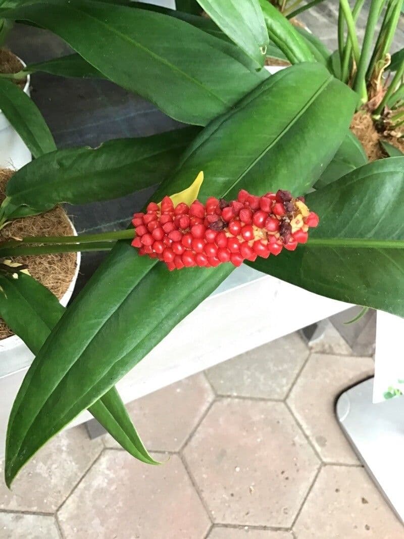 Anthurium di Baker 3