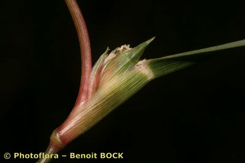 Sporobolus 2