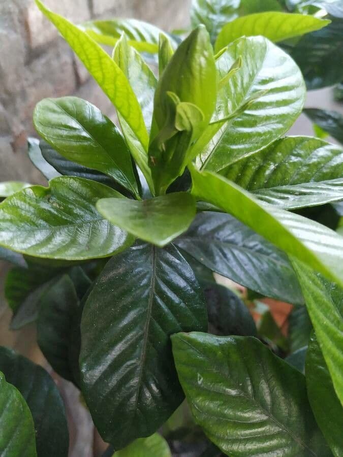 Gardenia 25