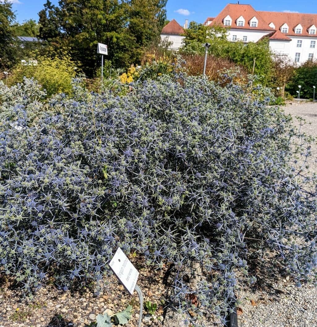 Panicaut 6