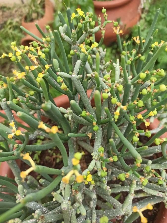Euphorbe aphylla 3