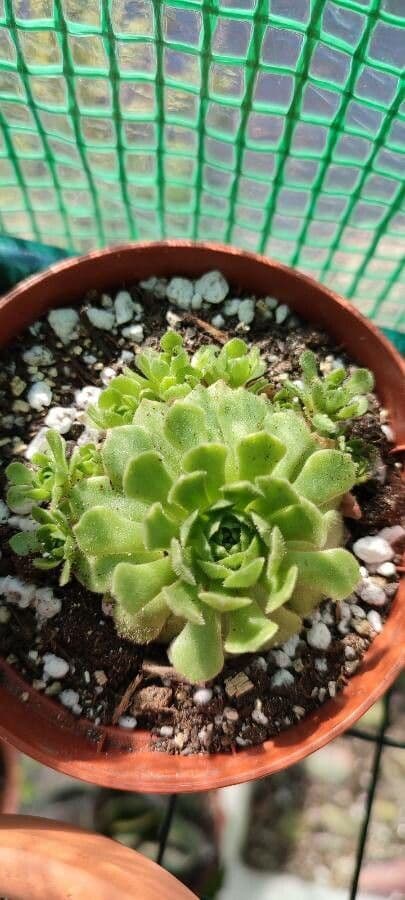Rosularia 3