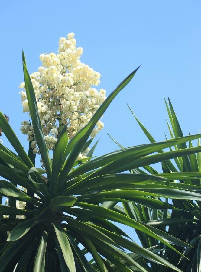 Bajonett-Yucca 28