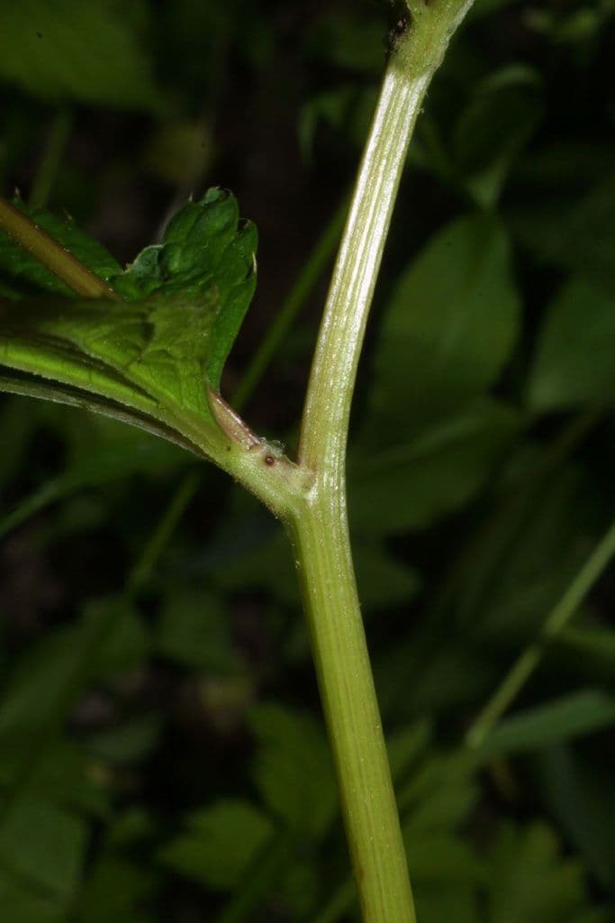 Sanicula canadensis 25