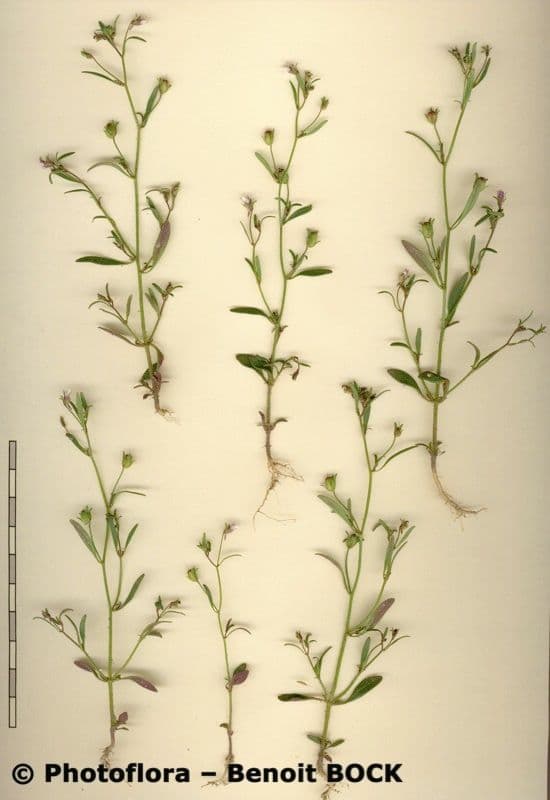 Linaria minore 25