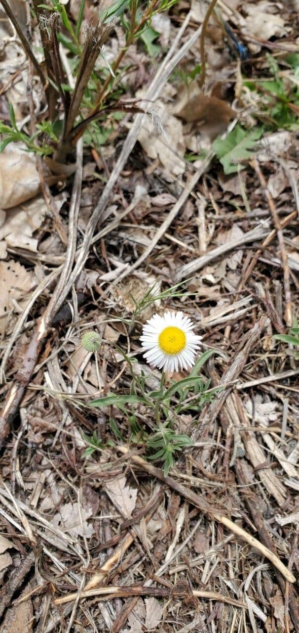 Fleabane srstnatý 4