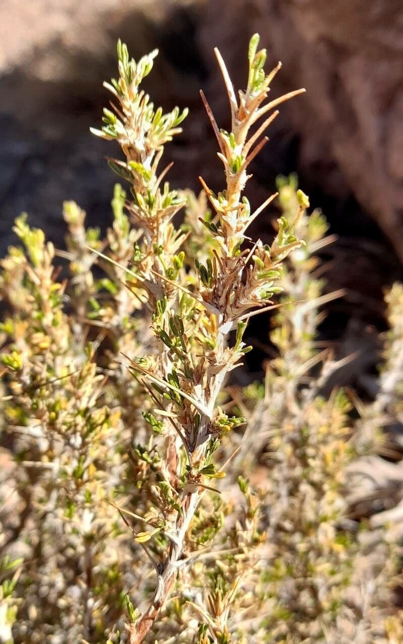 Nassauvia 2