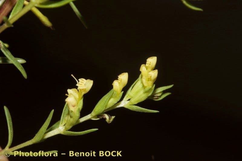 Ozubenec 5
