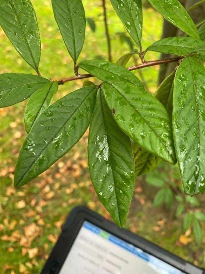 Cotoneaster 19