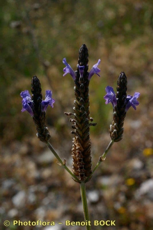 Lavanda multifida 19