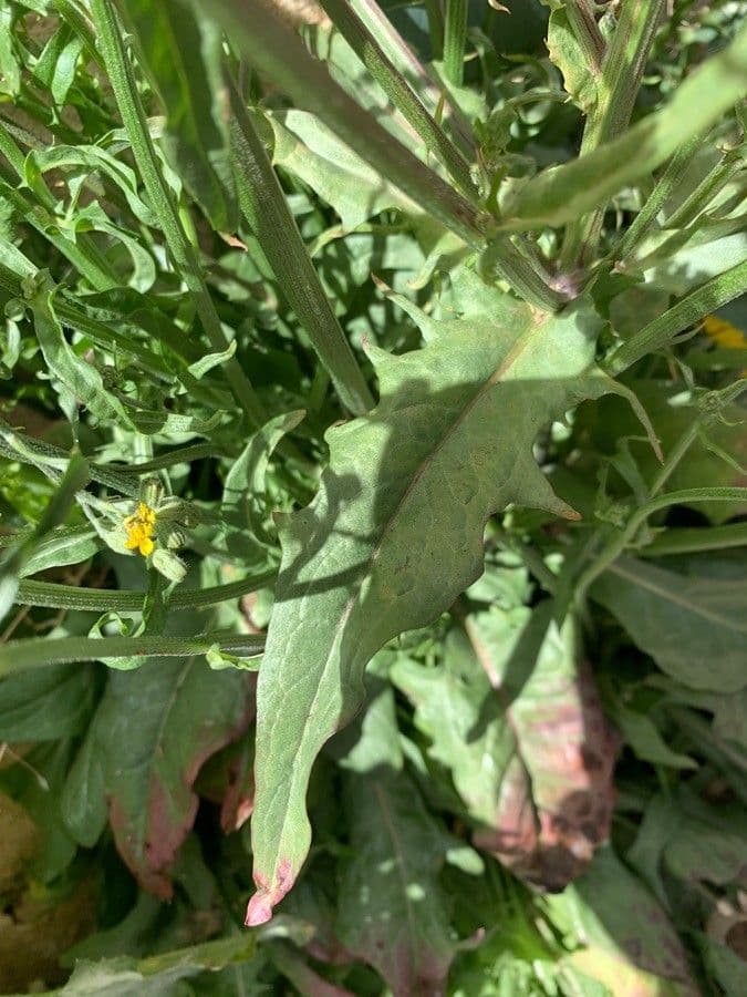 Radicchiella capillare 17
