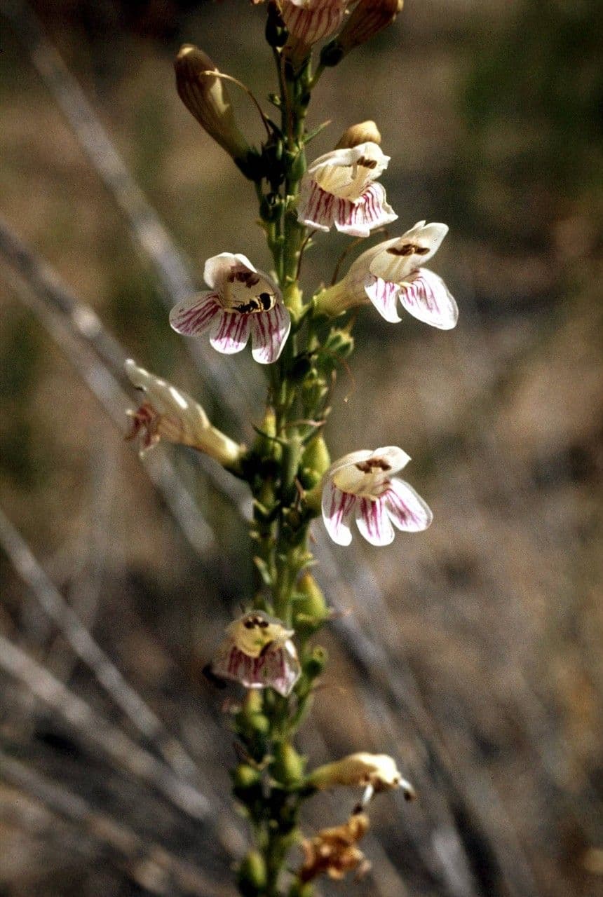 Penstemon virgatus 6
