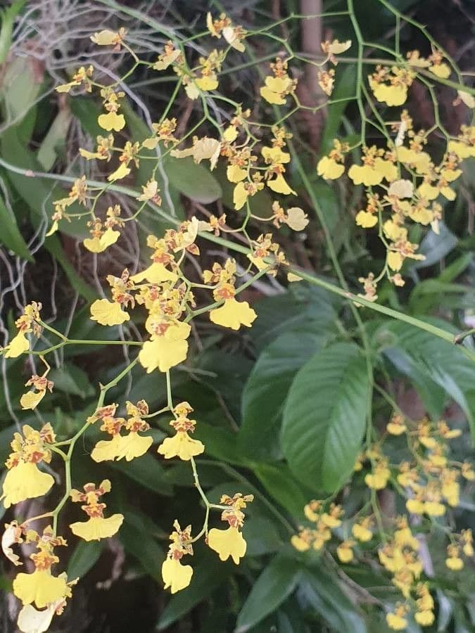 Wydler's dancing-lady orchid 18