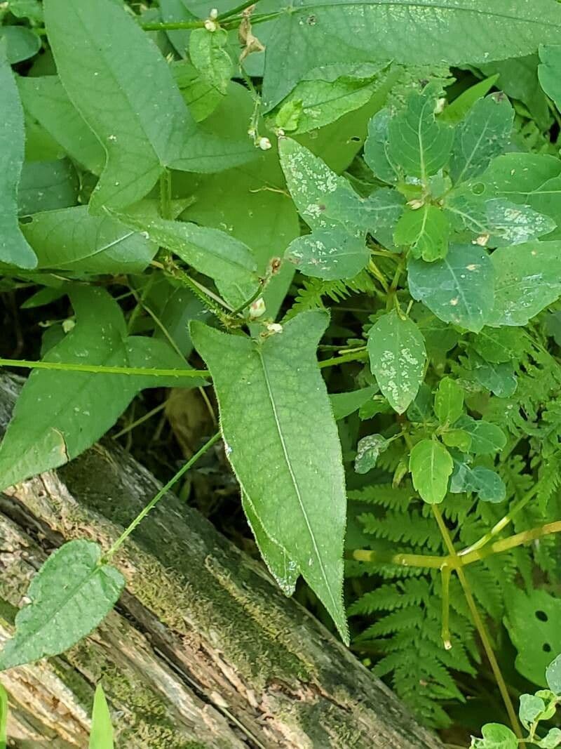 Persicaria 5