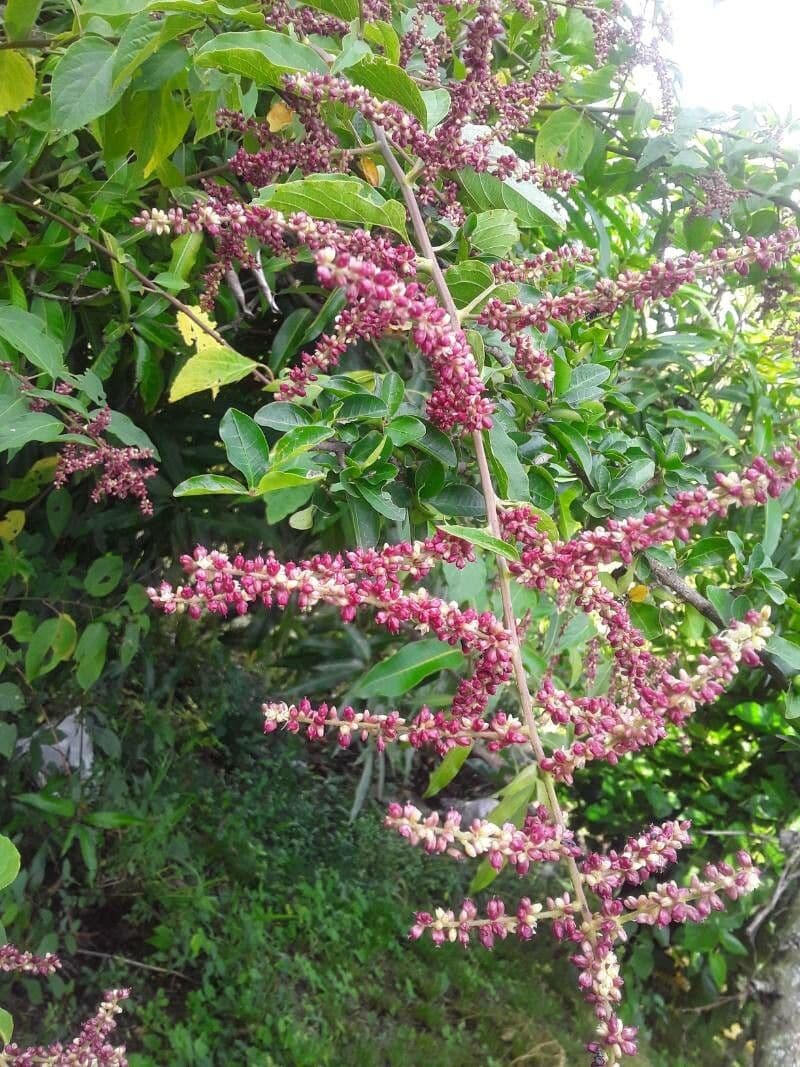 Chamissoa Altissima 5