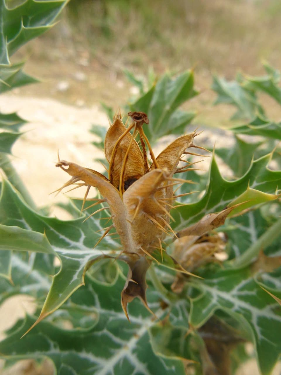Argemone mexická
