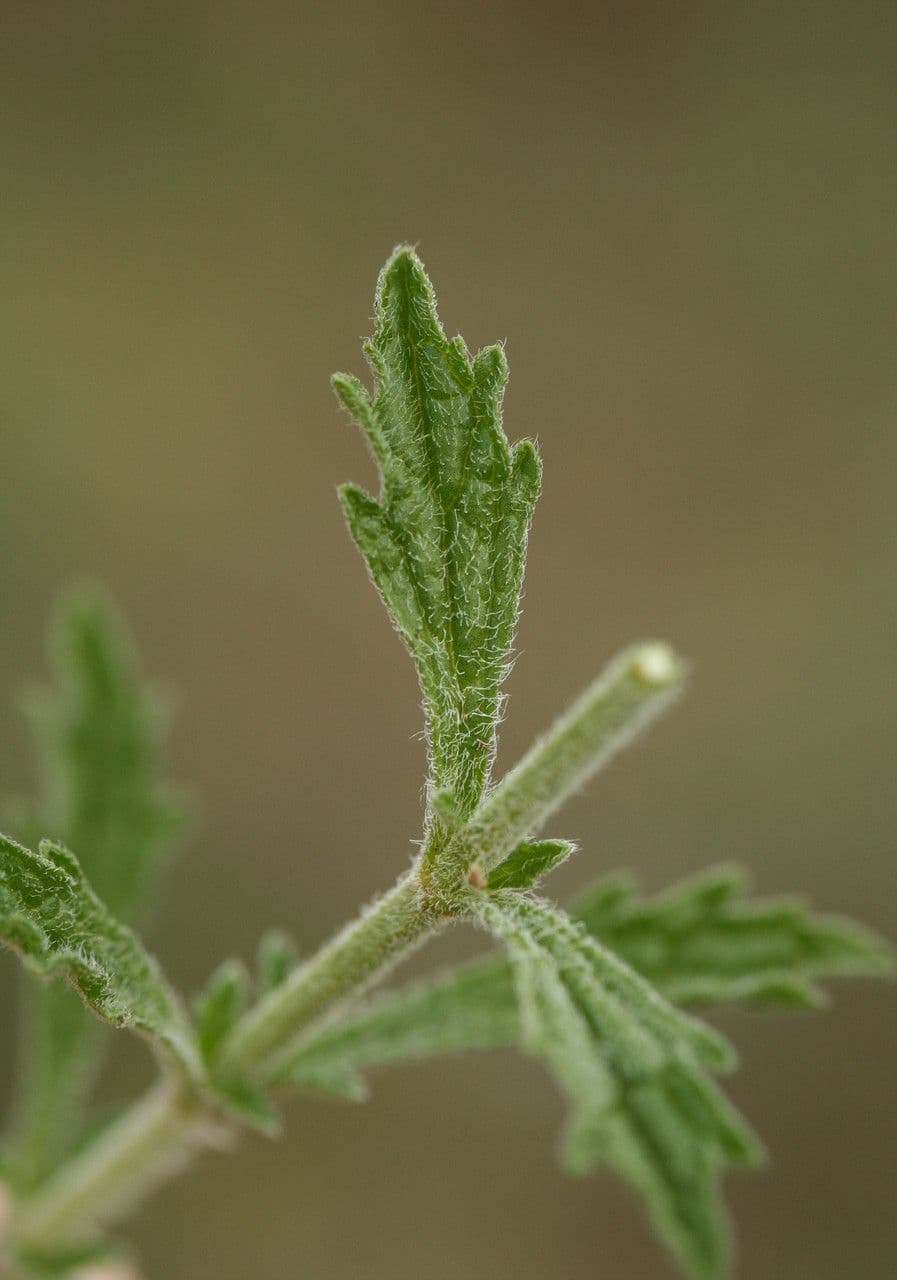 Sideritis 23