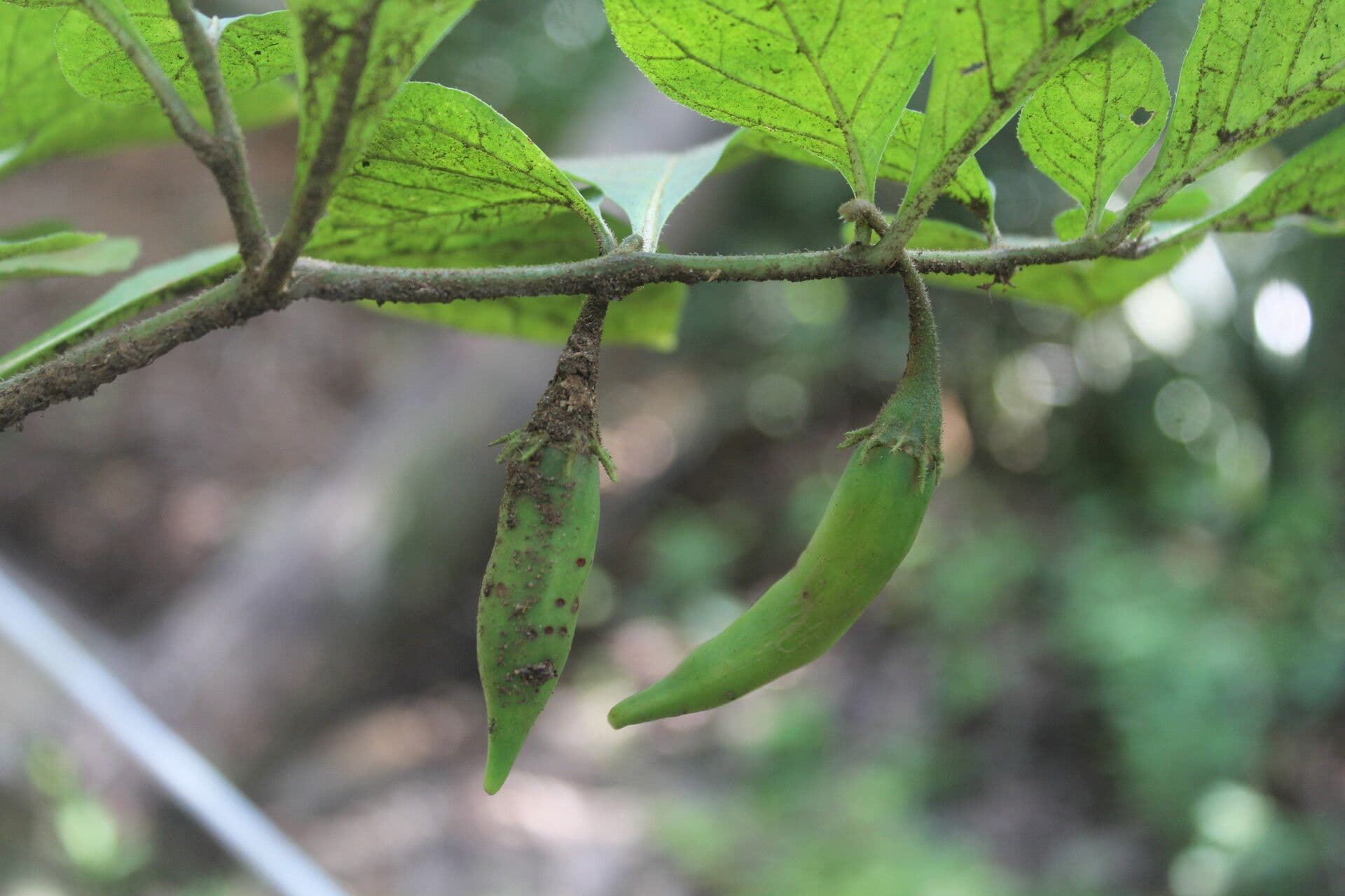 Lycianthes 2