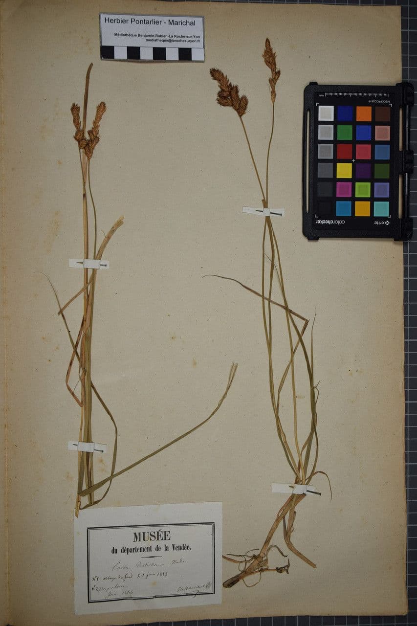 Carice distica 25