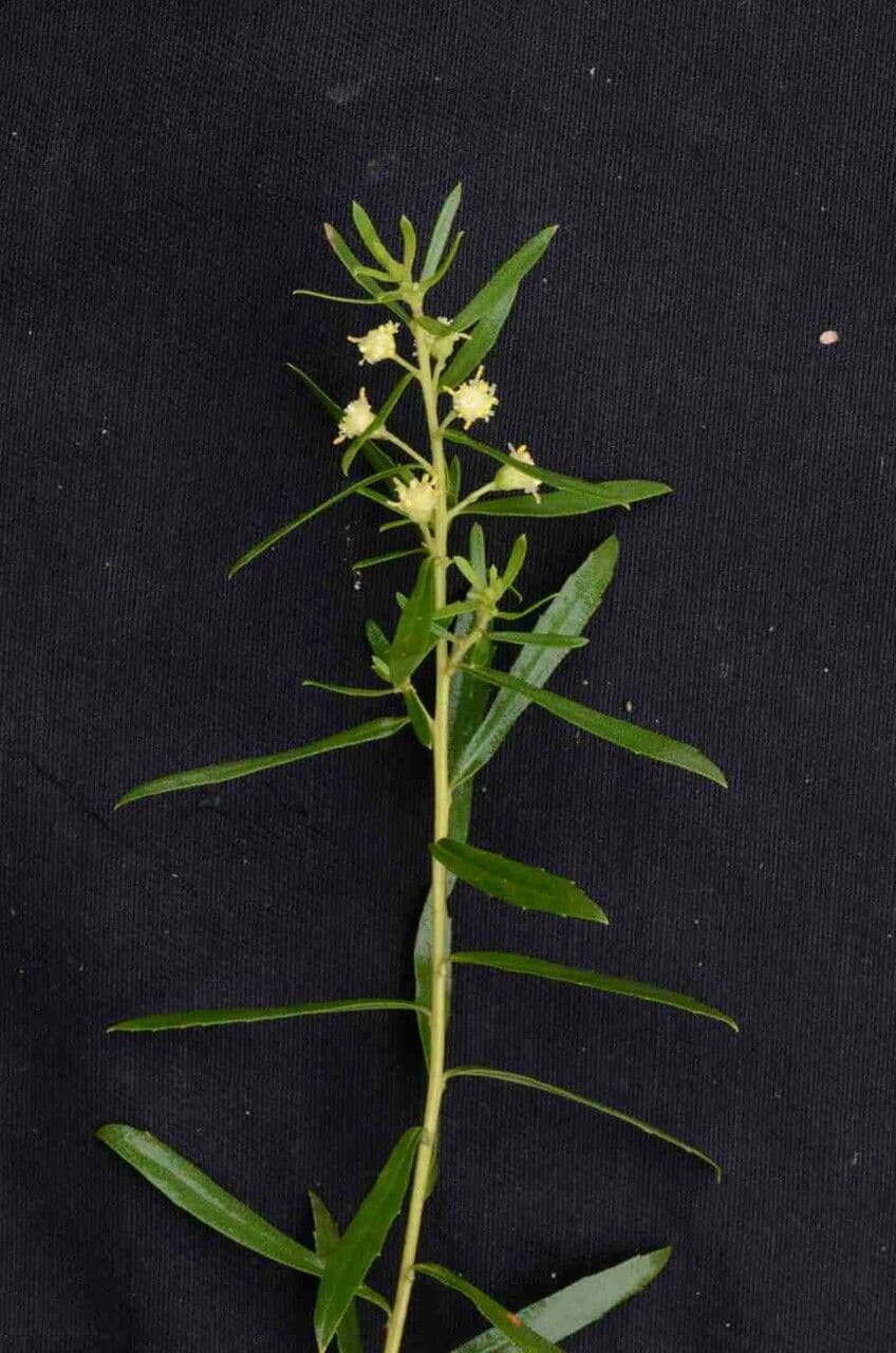 Baccharis dracunculifolia 21