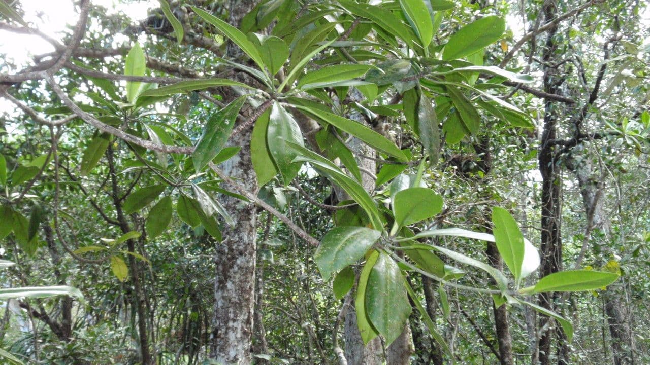 Mangrovia birmana 6