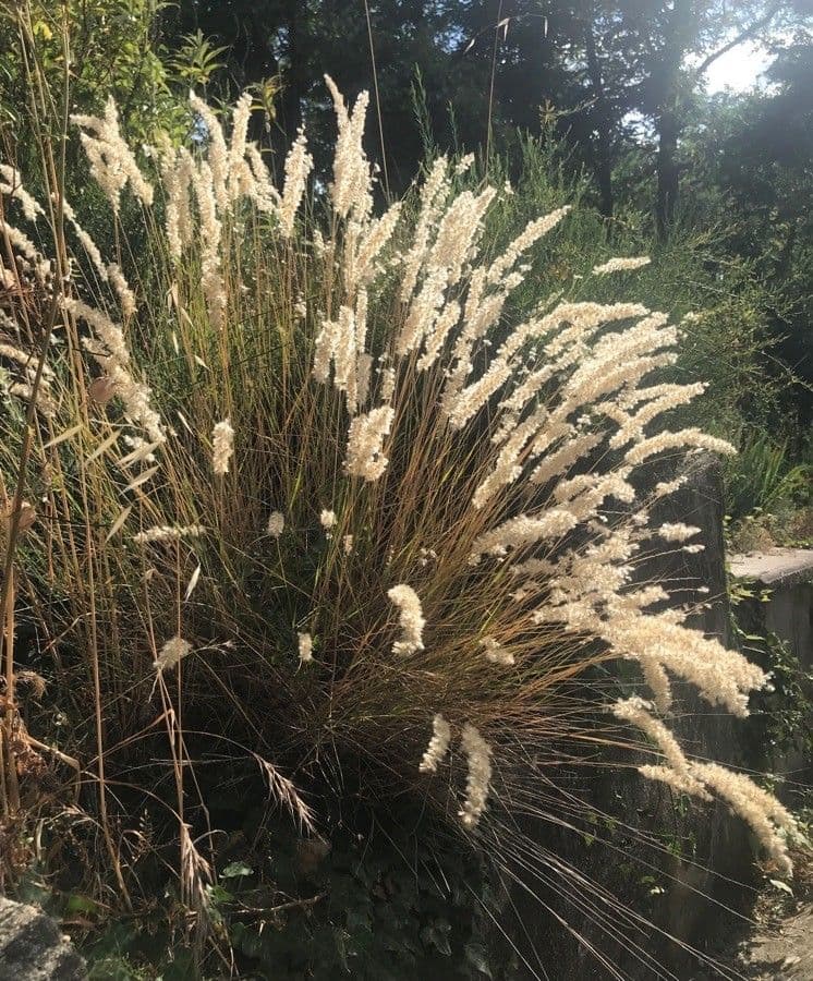 Espiguilla 18