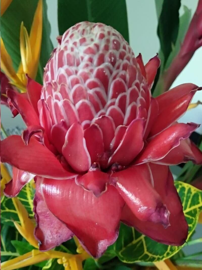 Fleur de cire philippine 5