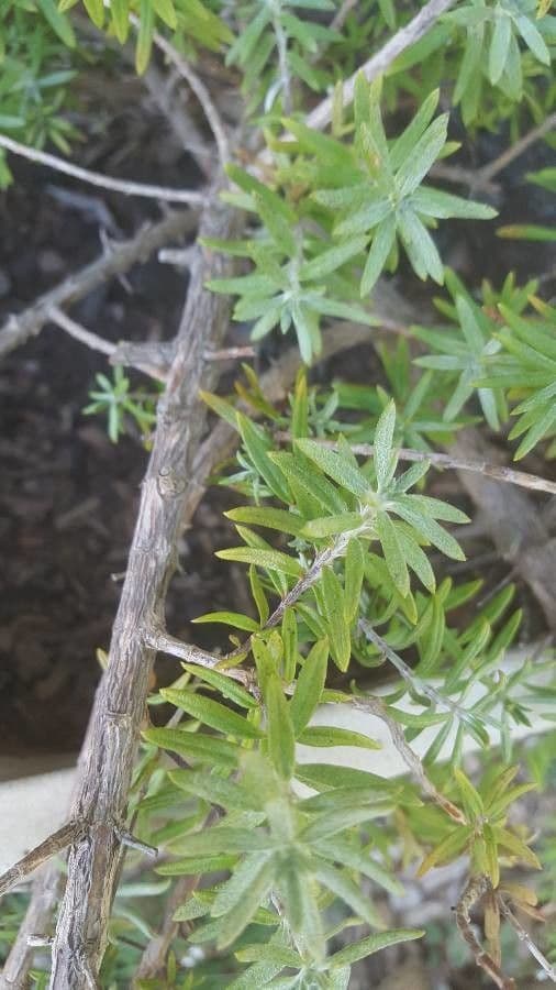 Westringia arbustiva 20