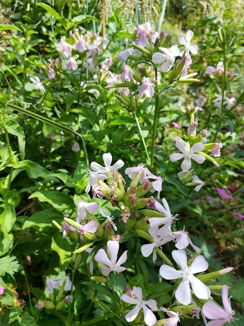 Steinrose 5