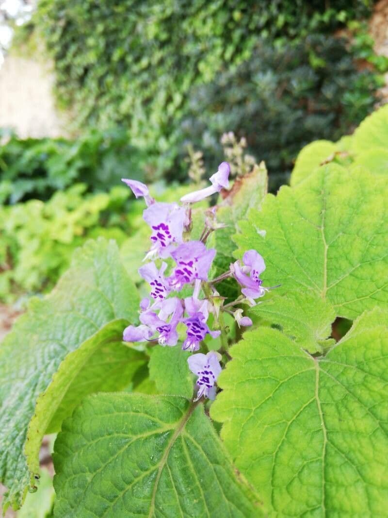 Plectranthus 3