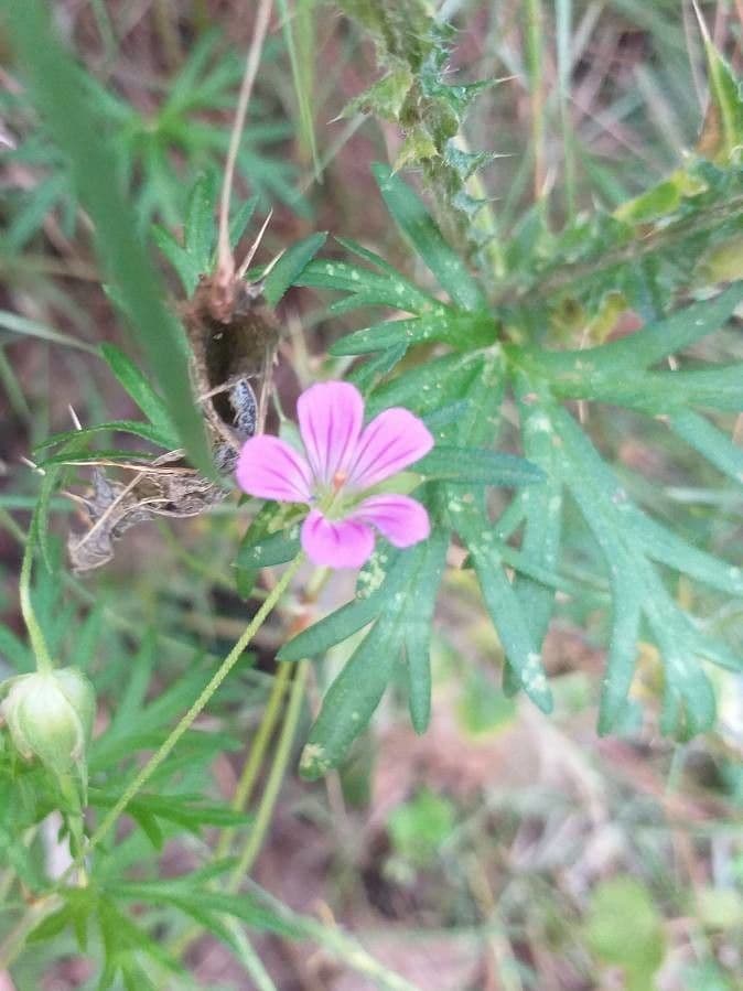Géranium colombin 6