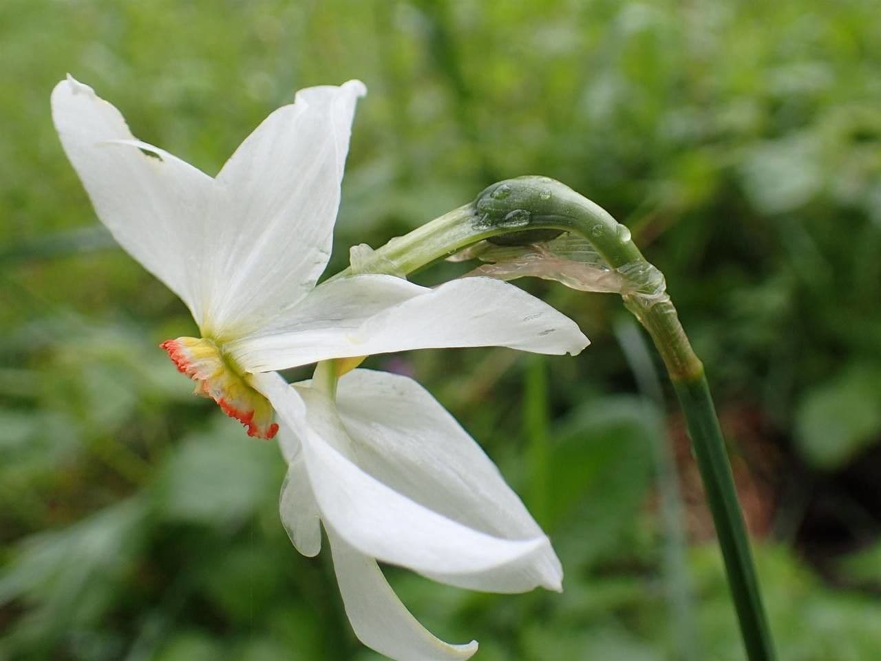 Narciso selvatico 9